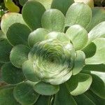 Aeonium undulatum Лист