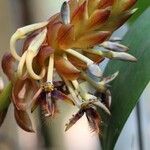 Bulbophyllum schinzianum Flower