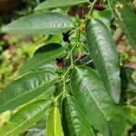 Breynia androgyna Leaf