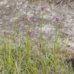 Polygala curtissii Habit