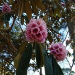 Rhododendron hodgsonii Bloem