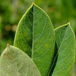 Salix caesia Mosusu