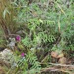 Vicia monantha Leaf