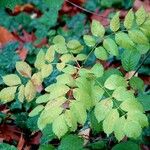 Aralia elata Foglia