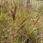 Agrostis vinealis Blüte