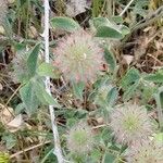Trifolium hirtum ফুল