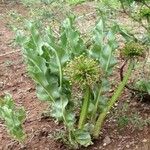 Scadoxus multiflorus Φρούτο