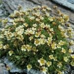 Saxifraga exarata Hábito