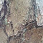 Pinus echinata Corteza
