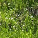 Cardamine bulbosa 花