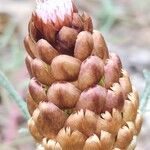Leuzea conifera Virág