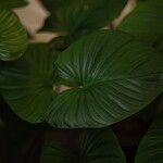 Homalomena rubescens Hoja
