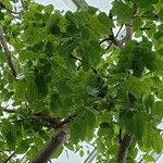 Swietenia mahagoni Leaf
