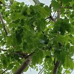 Swietenia mahagoni Ліст