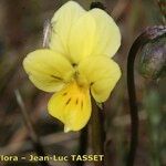 Viola demetria ফুল