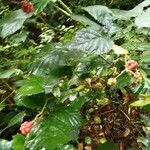 Rubus albiflorus Gyümölcs