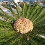 Cycas revolutaList