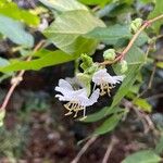 Lonicera fragrantissimaFlower