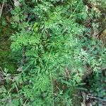 Selinum carvifolia Hábito