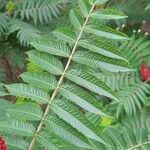 Rhus typhina 葉