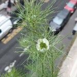 Nigella damascenaFlower