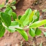 Chamaedaphne calyculata Leaf