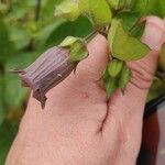 Atropa belladonna Flower