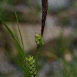 Carex ferruginea Fruit