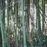 Phyllostachys reticulata Koor