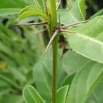 Barleria eranthemoides Otro