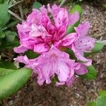 Rhododendron catawbiense Flower