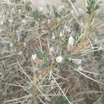 Astragalus armatus Leaf