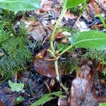 Salix myrtilloides Blad