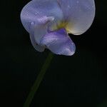 Vigna vexillata Flor