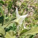 Solanum elaeagnifolium Kukka