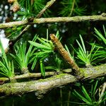 Larix kaempferi Bark