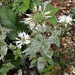 Monarda fistulosa 花