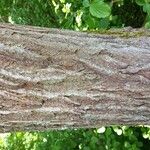 Salix caprea Bark