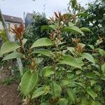 Ligustrum japonicum 葉