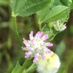 Trifolium tomentosum Blomst