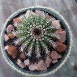 Uebelmannia pectinifera Corteza