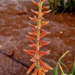 Aloe officinalis Цвят