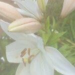 Lilium candidumFlor