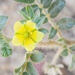 Tribulus terrestrisBloem