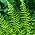 Athyrium distentifolium Blad