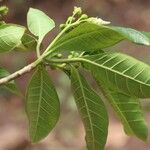 Voacanga africana Blad