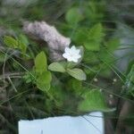 Lysimachia europaea Floare