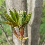 Acer pseudoplatanus Levél