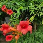 Campsis grandiflora Fula