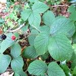 Rubus nigricans ᱥᱟᱠᱟᱢ